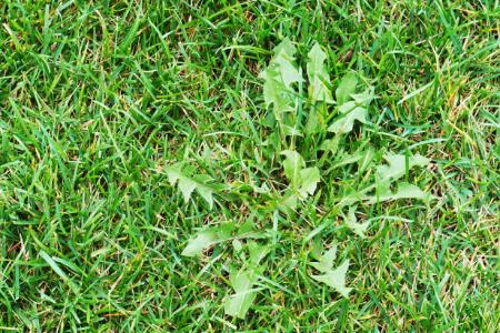 The 5 Pitfalls of DIY Weed Control