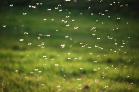 The Importance of Mosquito Control