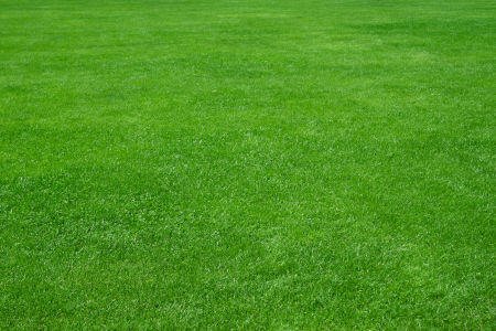 Lawn Fertilization and Weed Control