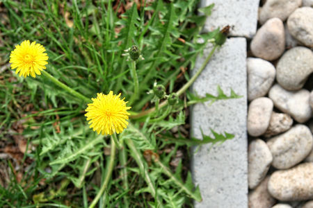 Shrub Beds Weed Control