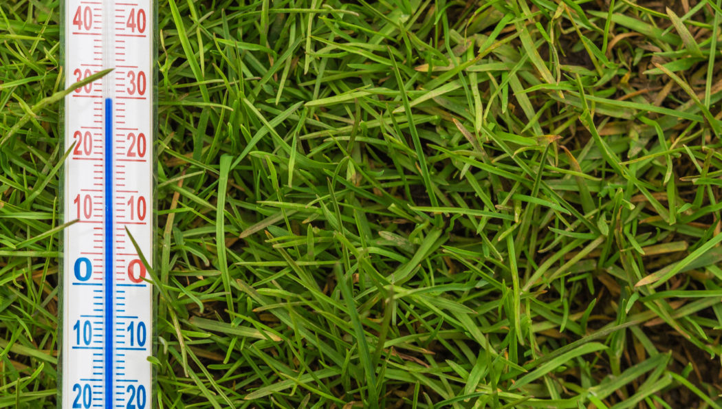 Soil Temperature and Grass: What You Need to Know About Dormancy